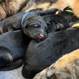 German Shepherd Puppies from Zwinger vom Schneider Wald