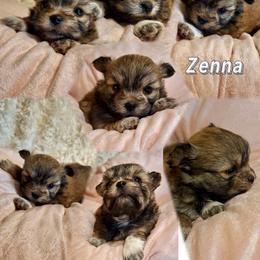 Zenobia (zenna) - White female Mi-Ki puppy in Toronto, Ohio from Shekinah’s Mi-Kis & Cricket Hill’s Westies