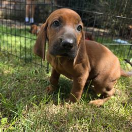 Girl 2 - Red female Redbone Coonhound puppy in Hustontown, Pennsylvania from Triple I Redbones