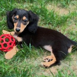 Dachshunds from Rose Layne Dachshunds