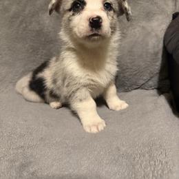 Aphrodite - Blue merle and white female Cardigan Welsh Corgi puppy in Madera Acres, California from All Star Corgis