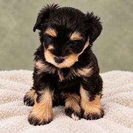 Talla - Black and silver female Miniature Schnauzer puppy in Daisetta, Texas from Winfree’s Schnauzers