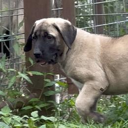 Turkish Boz Shepherds from Urmah Kennel