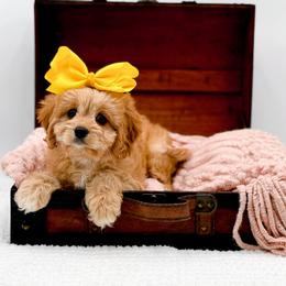 Lottie - Apricot female Cavapoo puppy in North Carolina from NC Doodle Puppies