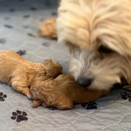 Cider - Brown male Maltipoo puppy in South Jordan, Utah from Ollie-Pop Paws Breeding