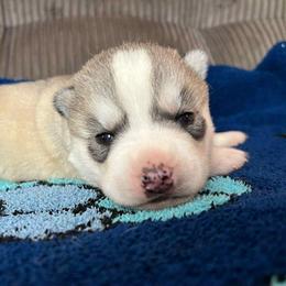 Aspen - Gray and white male Siberian Husky puppy in Amery, Wisconsin from Sovereign Siberians