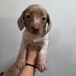 Daisy - Dapple female Dachshund puppy in Tucson, Arizona from D-S Ranch Corgis