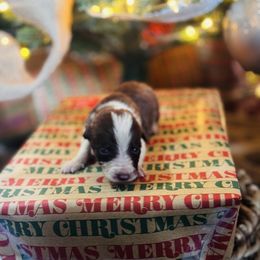 Lassie x Latch - Boy 1 - Red and White - White and red male Border Collie puppy in Minden, Iowa from Rocking N Registered Border Collies & Labradors