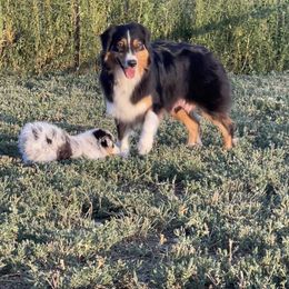 Janie - Australian Shepherd