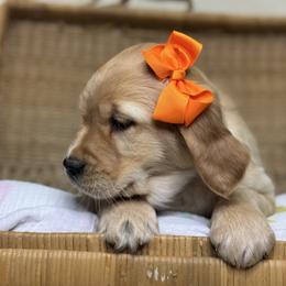 Miss Orange - Golden female Golden Retriever puppy in Tonasket, Washington from Denzil’s Goldens