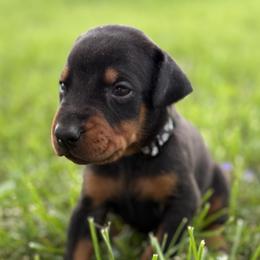 Versace - Black and rust male Doberman Pinscher puppy in Winchester, Ohio from 32 Farms