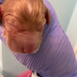 Australian Labradoodle and Double Doodle Puppies from Little Kingdom Doodles