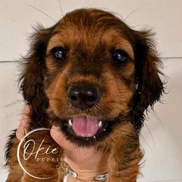 Charmander - Sable male Dachshund puppy in Edmond, Oklahoma from Okie Puppies