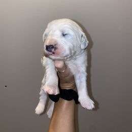Dalmatian Puppies from Clarks 101 Dalmatians