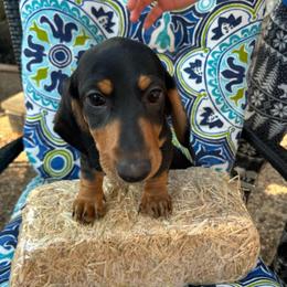 Harry - Black and tan male Dachshund puppy in San Antonio, Texas from Sunshine Sandra & Sweet Sausages
