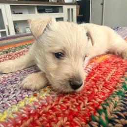 Bandit - Wheaten male Scottish Terrier puppy in Victorville, California from Santas Scotties