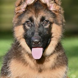 Elen - Black and red female German Shepherd puppy in Azle, Texas from Nuckol's Canines German Shepherds