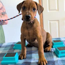 Turtle- Red M- tiny- natural tail and Ears - Red male German Pinscher puppy in Chatham, Virginia from WMHK9/Roolyn German Pinschers