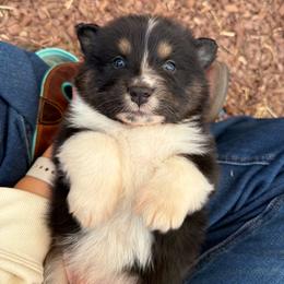 Linus - Black tri-color male Australian Shepherd puppy in Fresno, California from Luna Lane Aussies