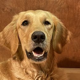HONOR - Golden Retriever