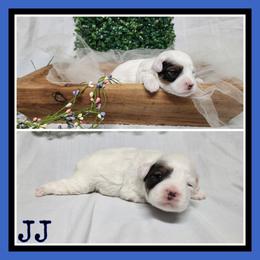 JJ - Black and tan male Schnoodle puppy in Lebanon, Missouri from Cedar Glades Canines