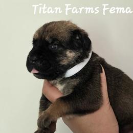 White - Gray and fawn female Cane Corso puppy in Yale, Michigan from Titan Farms