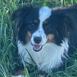 Cowboy - Miniature Australian Shepherd