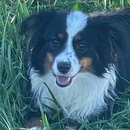 Cowboy - Miniature Australian Shepherd