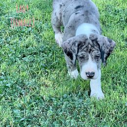 Great Dane Puppies from Laxton Danes