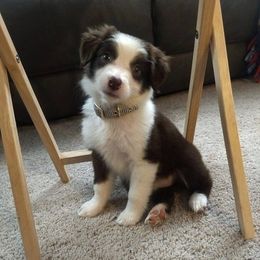 Australian Shepherd Puppies from Timber Creek Aussies