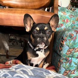 Purple girl - Black and tan female French Bulldog puppy in Dowagiac, Michigan from Wonderworld Frenchies Southwest Michigan, LLC