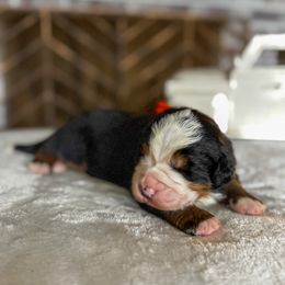 Breckenridge - Tri-color male Bernese Mountain Dog puppy in Knoxville, Tennessee from Adventure Doodles Club