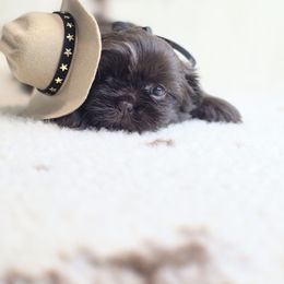 Penny - Chocolate female Shih Tzu puppy in Ronda, North Carolina from Willow River