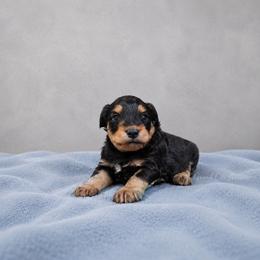Walker - Black phantom male Aussiedoodle puppy in Weatherford, Texas from Grand Ole Aussies
