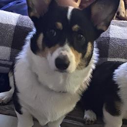 Pembroke Welsh Corgis from Rocking MAD Corgis
