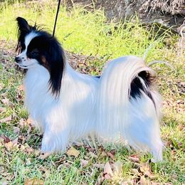 Odie - Papillon
