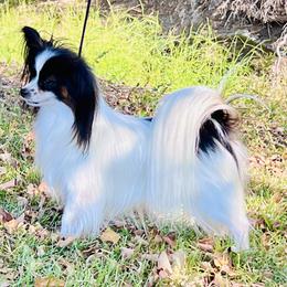 Odie - Papillon