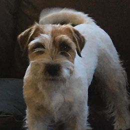journey's end bette davis eyes - Russell Terrier