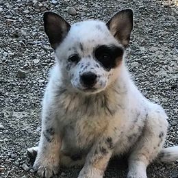 Australian Cattle Dog Puppies from RnB Cattle Dogs