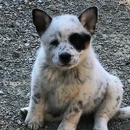 Australian Cattle Dog Puppies from RnB Cattle Dogs