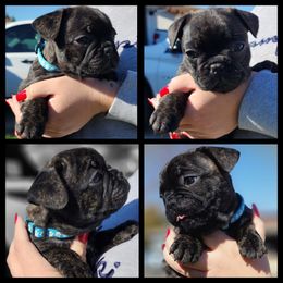 French Bulldog Puppies from Danielle's Frenchies