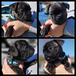 French Bulldog Puppies from Danielle's Frenchies
