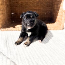 Bluey - Black tri-color female Australian Shepherd puppy in Unionville, Iowa from Soap Creek Kennels