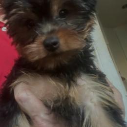 Madeline's Female Puppy - Blue and gold female Yorkshire Terrier puppy in San Diego, California from Dearinger San Diego Yorkies