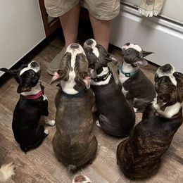 Boston Terriers from D & R Boston Terriers