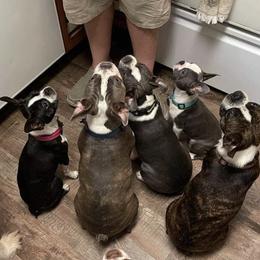 Boston Terriers from D & R Boston Terriers