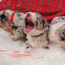 Australian Shepherd Puppies from Winsome Aussies