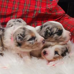 Australian Shepherd Puppies from Winsome Aussies