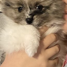 Pomeranian and Pomsky Puppies from The Posh & Pampered Pomsky