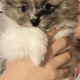 Pomeranian and Pomsky Puppies from The Posh & Pampered Pomsky